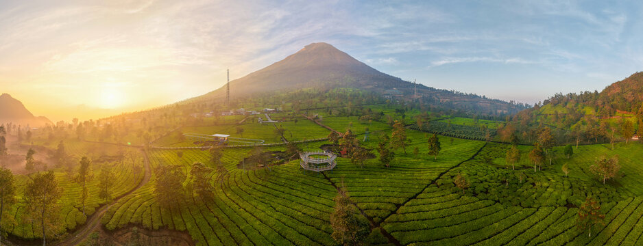 Aerial view of a lush green tea plantation with terraced fields and a majestic mountain in the background under the golden morning light in Wonosobo, Central Java, Indonesia.
