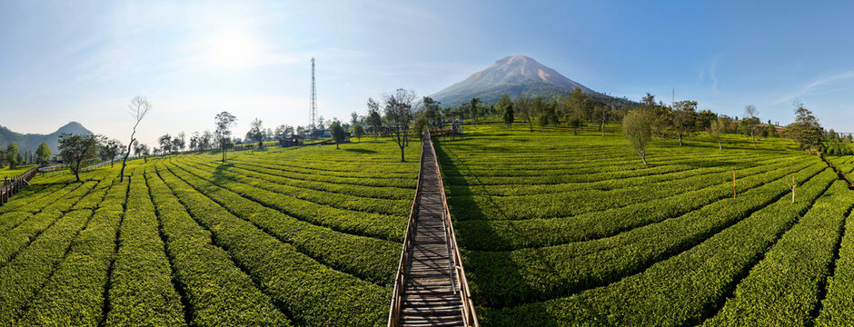 Aerial view of a lush green tea plantation with a wooden walkway leading towards a majestic mountain under a clear blue sky in Wonosobo, Central Java, Indonesia.