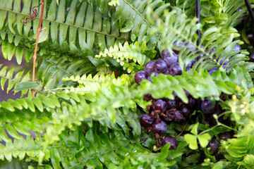 Dark purple berries hidden among lush green fern fronds in close natural garden detail with fresh textures, soft outdoor light, and vivid botanical contrast across dense foliage and organic growth. © PhotoKrat