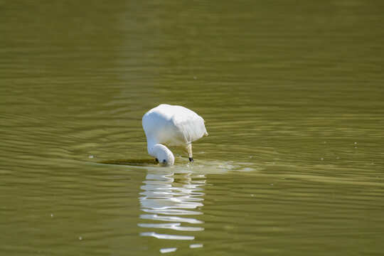 Spatule blanche - R&eacute;serve ornithologique du Teich - Gironde - Nouvelle Aquitaine