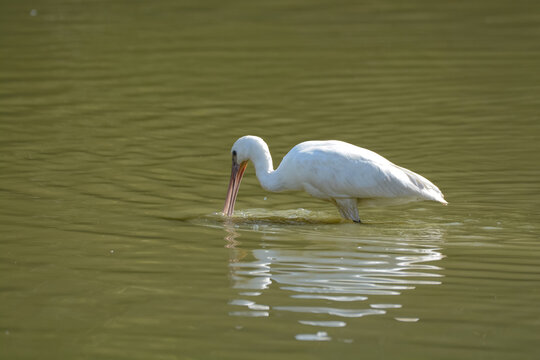Spatule blanche - R&eacute;serve ornithologique du Teich - Gironde - Nouvelle Aquitaine