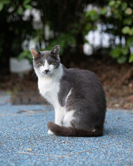 Gray and white cat sitting on a blue gravel path © 대한 박