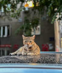 cat on the roof © Natasa
