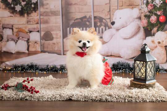Fluffy miniature Pomeranian spitz dog standing calmly on a textile rug next to a decorative old-fashioned lantern