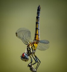 dragonfly close up © Texas Photographer
