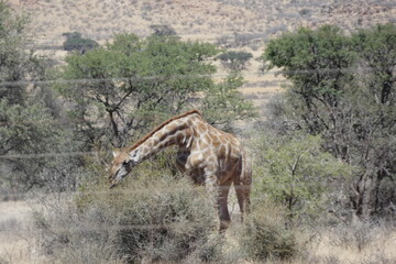 krajobrazy Namibii © Bogdan