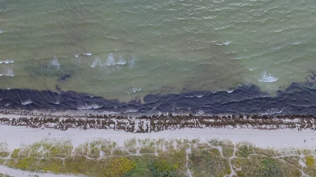 Aerial Top Down View Flying over Coastline with Dark Seaweed on Sandy Beach and Waves Washing Shore in Vallensbaek Strand Denmark, Overhead Drone Footage