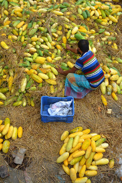 Aerial view of a man sorting yellow and green cucumbers on a large pile of straw with a blue plastic crate in Dhaka, Dhaka Division, Bangladesh.
