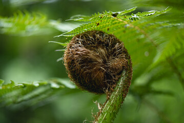 Close-up of young fern shoots with tightly curled fronds emerging during early plant growth in a natural environment © krisbiantography