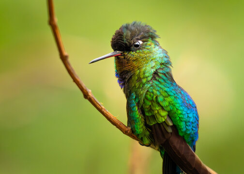 Fiery-throated Hummingbird Iridescent Portrait in Costa Rica