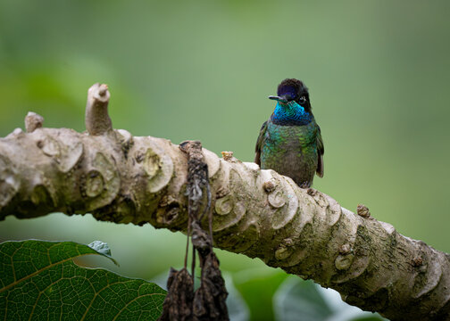 Male Talamanca Hummingbird Perched in Costa Rica
