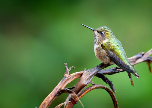 Female Volcano Hummingbird on a Branch in Costa Rica