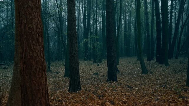Dark mysterious autumn forest with fallen leaves and chilling atmosphere