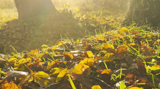 Fallen golden leaves glow on grass under bright sunlight in a park in Pushkin, Russia. A slow motion tilt shot creates a cozy, peaceful, and nostalgic feel.