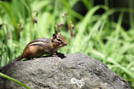 Cute Chipmunk Perched on a Rock in a Lush Green Garden Setting