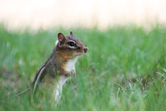 Alert Chipmunk Standing in Green Grass Outdoors