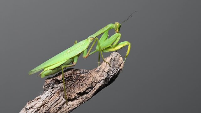 Şeffaf zeminde izole kuru odun dalı &uuml;zerinde duran yeşil peygamberdevesi (Mantis religiosa). Yaban hayatı ve makro doğa video karesi.