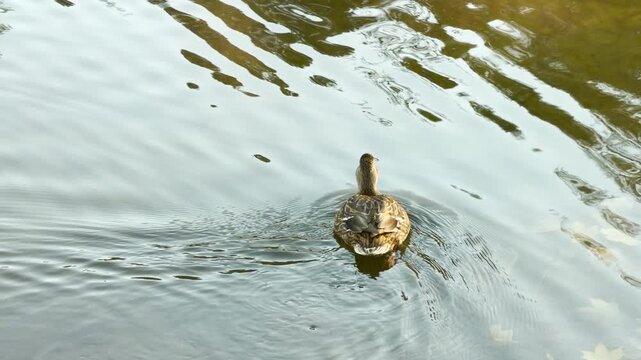 A wild duck swims quietly across calm water in Pushkin, Russia. Gentle ripples spread across the lake surface, bringing a peaceful and soothing emotion.