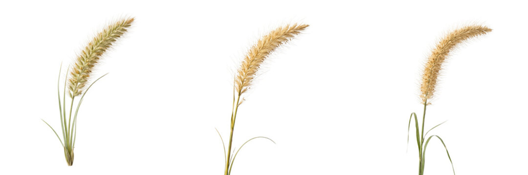 Three fluffy wheat grass stalks with delicate seed heads and green stems isolated on a transparent background