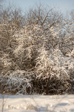 Snow-covered bare trees and shrubs in a winter woodland beneath pale blue sky. Frosty branches and snowy ground. Seasonal nature and cold weather. Quiet forest landscape in winter