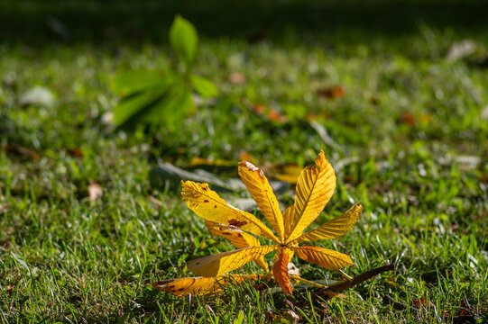 Horse chestnut autumn leaf glowing in warm sunlight standing on green grass with soft natural background celebrating color fall