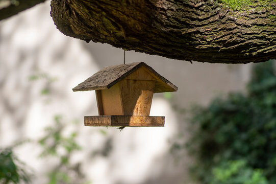 Wooden bird feeder hanging on tree branch in garden, rustic wildlife feeding station
