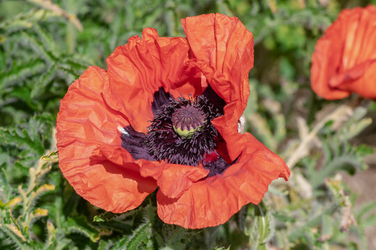 Oriental poppy Papaver orientale bright red orange flowers blooming in garden flowerbed
