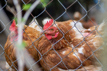 Brown hens behind a wire fence on a small poultry farm © Iva