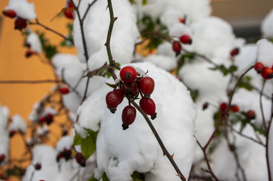 Ripened rose hips on shrub branches, red healthy fruits of Rosa canina plant covered with white heavy snow