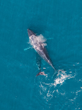 Aerial view of a humpback whale and its calf swimming in the deep blue ocean near Long Reef Headland, Collaroy, New South Wales, Australia.