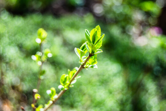 Fresh green leaves growing on branch in spring sunlight