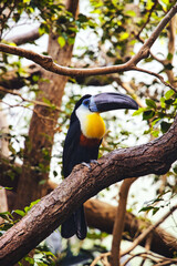 a toucan striking a pose for the camera © Joao Lucas