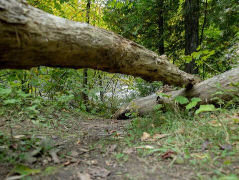 Sentier de sous-bois sauvage et tronc d'arbre tomb&eacute; au c&oelig;ur d'une for&ecirc;t verdoyante en &eacute;t&eacute; Quebec
