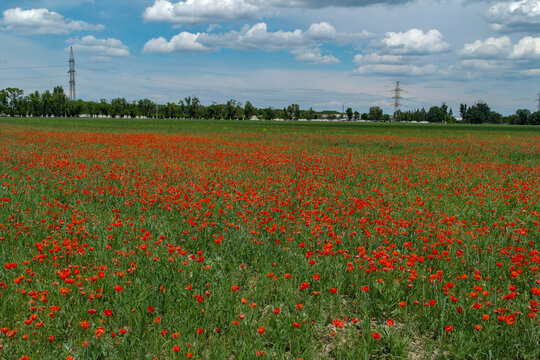 Vast field of red poppies with power pylons under cloudy blue sky