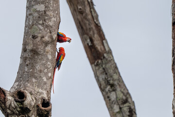 Pair of Scarlet Macaws on a Tree in Costa Rica © Caleb