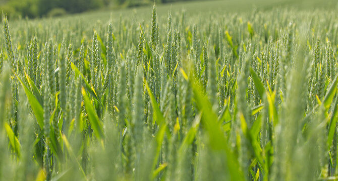 Gr&uuml;nes Weizenfeld mit unreifen Getreide&auml;hren im Sommer