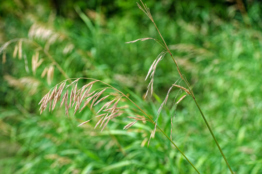 Detail of wild wavy hair grass (Avenella flexuosa) growing in southern Montana, USA