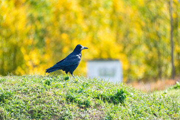 Black rook bird standing on green grass hill close up, Corvus frugilegus wild bird profile in autumn park, wildlife nature horizontal photo © Pure Asset