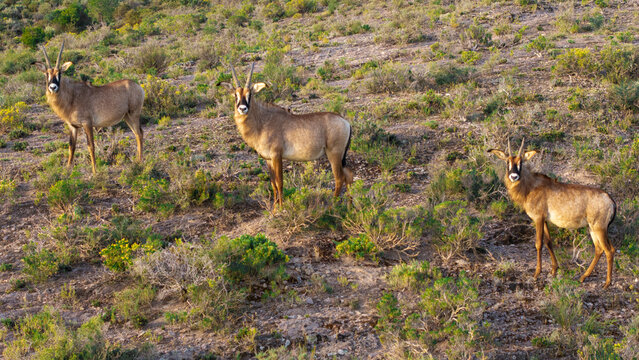 Aerial view of three roan antelopes standing in the grassy terrain of Garcia Nature Reserve with indigenous vegetation and hilly landscape Langeberg, Western Cape, South Africa.