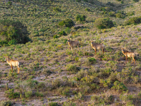 Aerial view of roan antelopes grazing on the hilly slopes of Garcia Nature Reserve with indigenous shrubs and dry vegetation in Langeberg, Western Cape, South Africa.