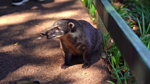 A coati standing on a stone path next to a green railing