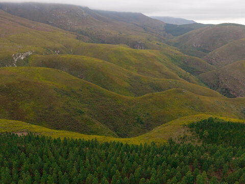 Aerial view of pine plantations and rolling mountain slopes in the rural landscape near Riversdale, Western Cape, South Africa.