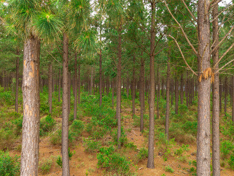 Aerial view of a dense pine plantation forest with tall trees and a green undergrowth floor in Riversdale, Western Cape, South Africa.
