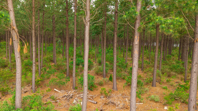 Aerial view of a pine plantation forest with tall tree trunks, green foliage, and a forest floor covered in pine needles in Riversdale, Western Cape, South Africa.