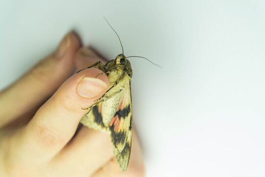 Large colorful moth resting on human fingers against white background