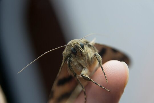 Closeup of brown moth resting on fingertip with long antennae