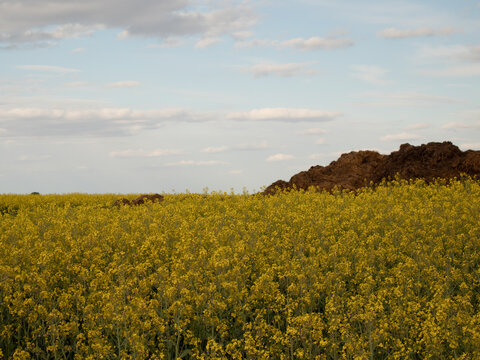 A field of yellow flowers stretches across the landscape while clouds fill the sky. A dirt mound stands in the background. The scene shows nature during daylight hours