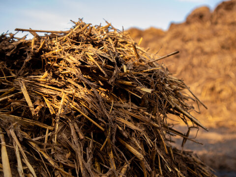 Farmers have gathered organic waste and piled it up for composting. The material consists of straw and other plant matter. The sun shines on the pile