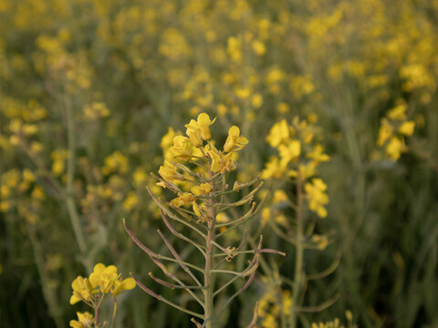Yellow flowers spread across a field in a countryside area. The plants are tall and filled with many small blooms. The sun shines on the flowers