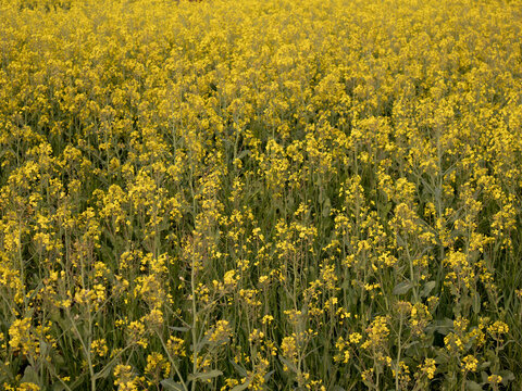 The field is filled with bright yellow flowers stretching out under the sun. The scene shows a clear sky with no clouds. People can be seen walking along paths among the flowers